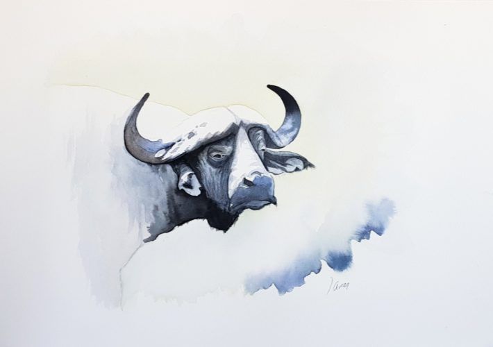 Bufalo cafre (Syncerus caffer).