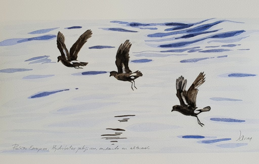 Paíños volando.
