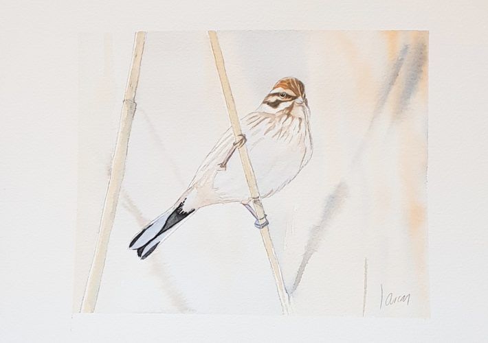 Escribano palustre (Emberiza schoeniclus lusitanicus)
