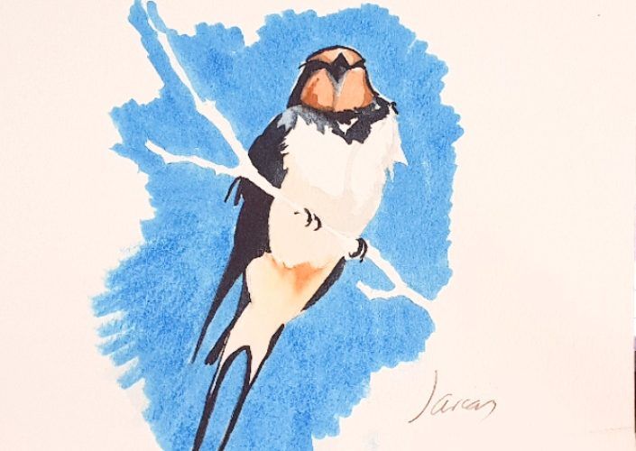 Golondrina