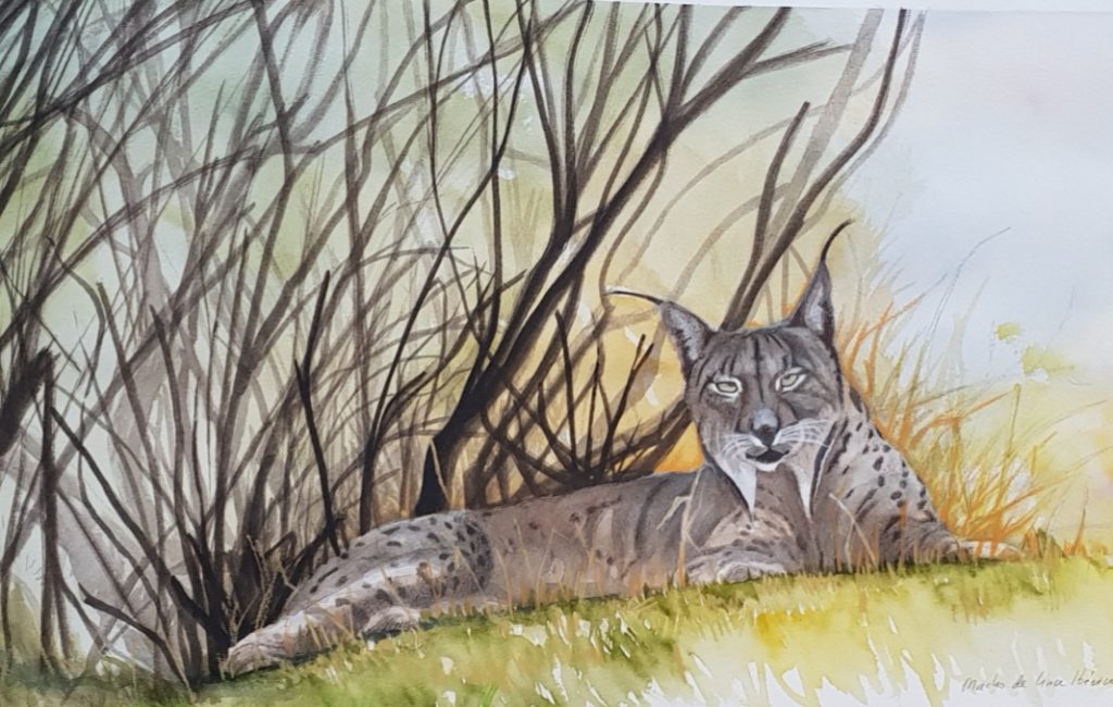 Lince Iberico (Lynx pardinus).