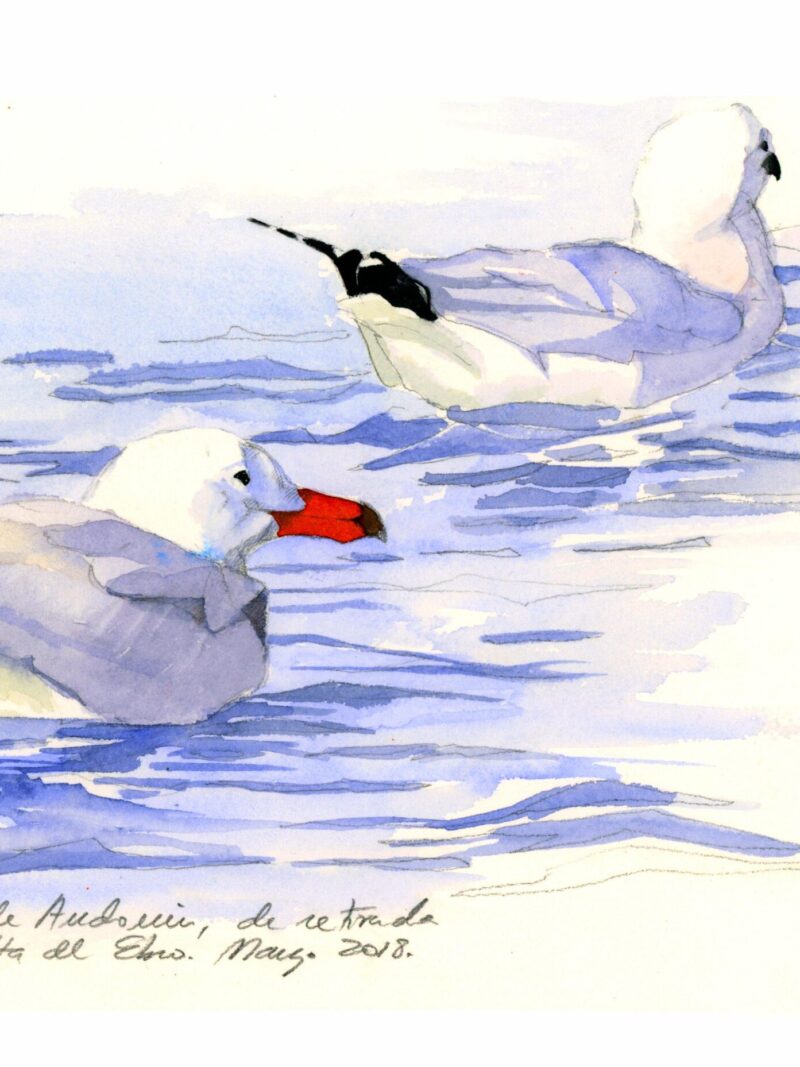 Gaviotas de Audouin.