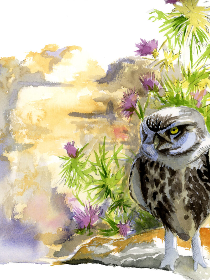 Mochuelo (Athene noctua)