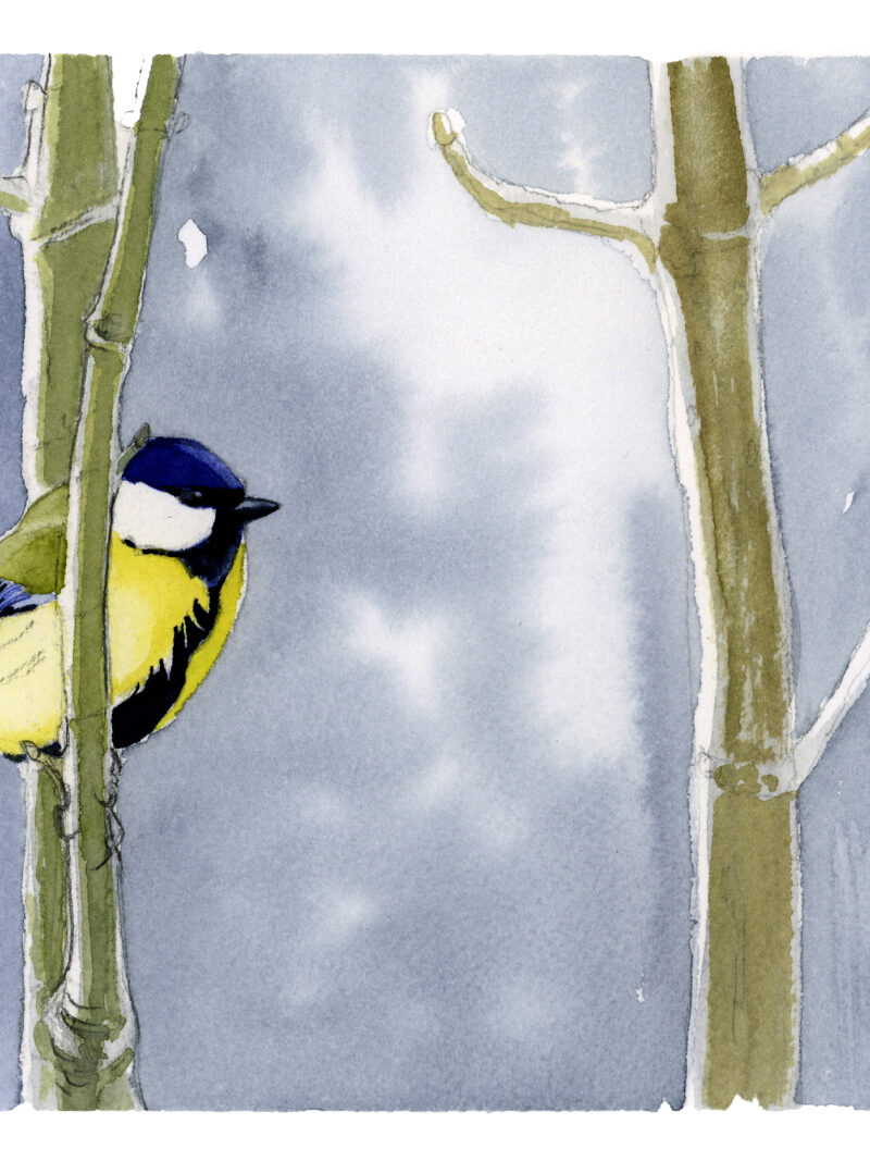 Carbonero Común (Parus major)