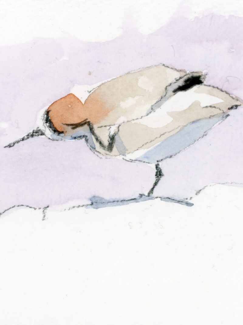 Patinegro (2)