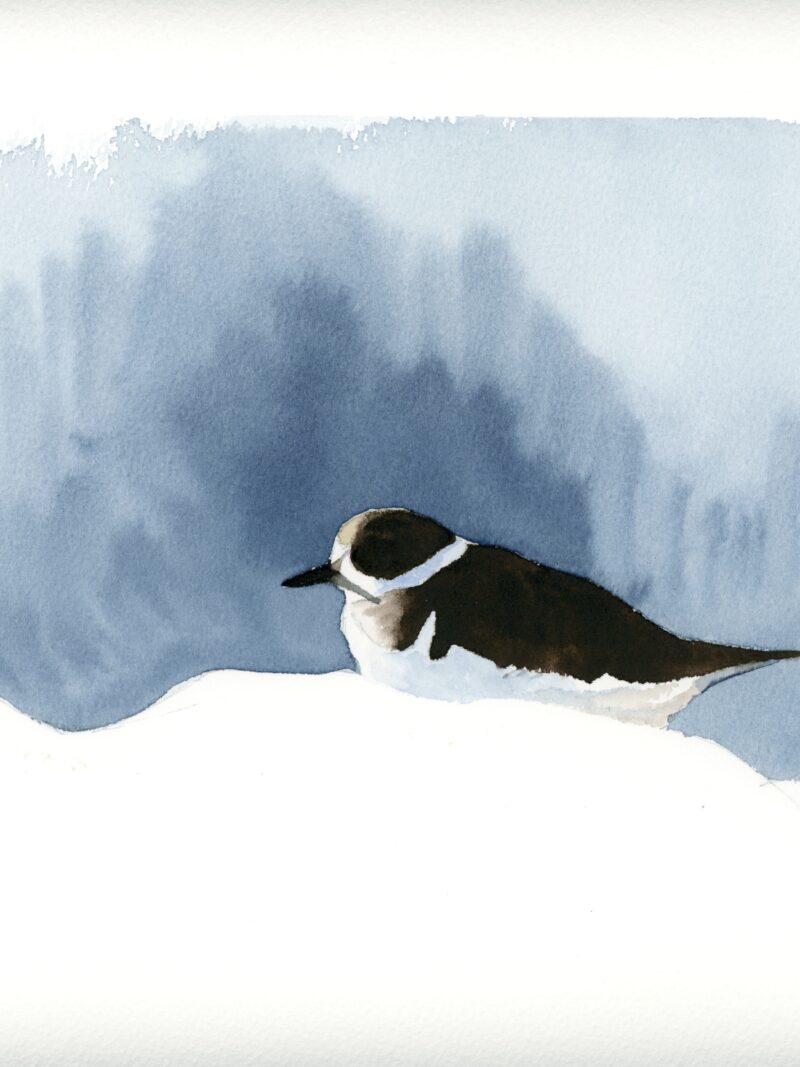 Chorlitejo grande (Charadrius hiaticula)