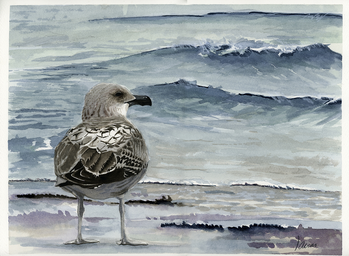 Juvenil de Gavión atlántico (Larus marinus)