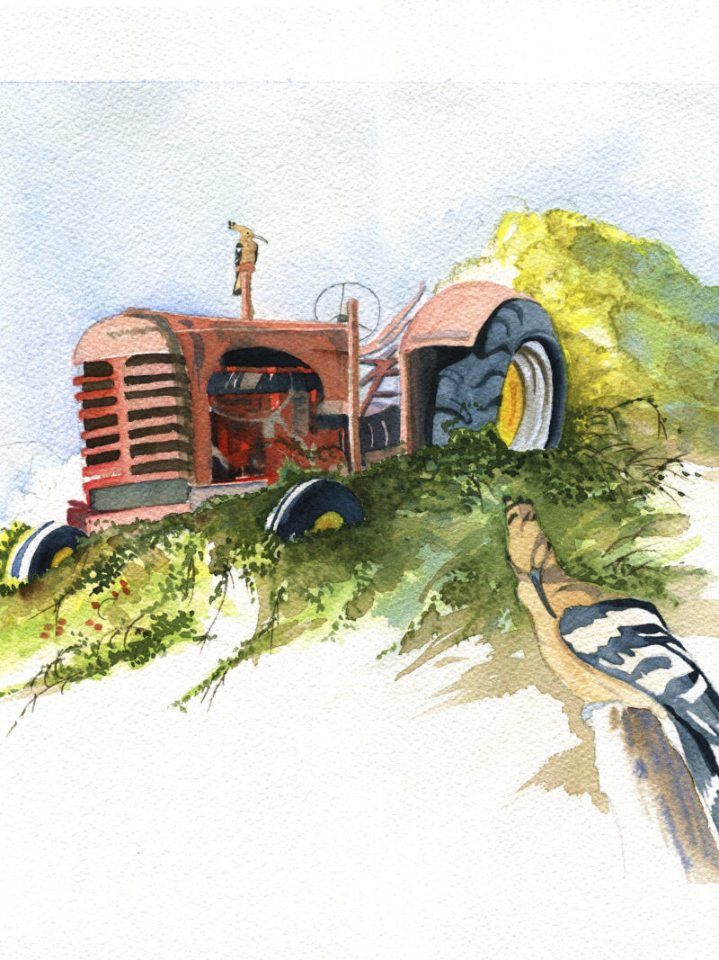 Abubillas y el viejo tractor