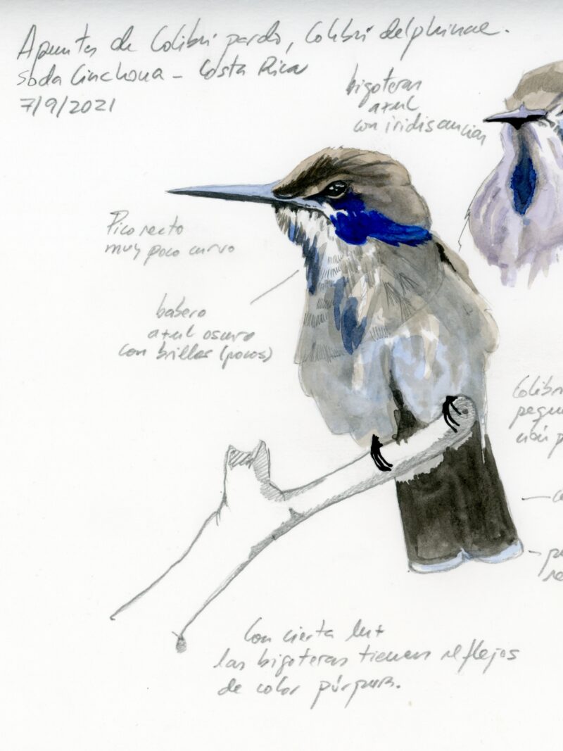 Colibrí pardo (Colibri delphinae)