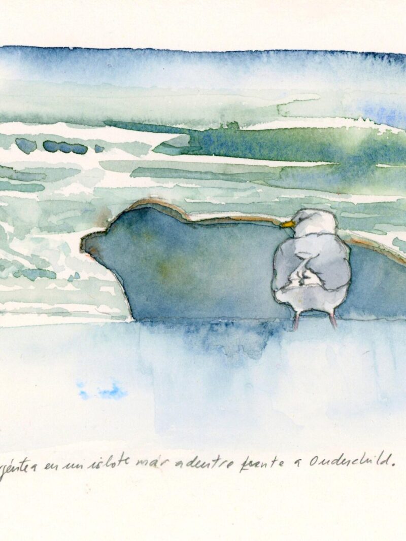 Gaviota y foca en Oudeschild