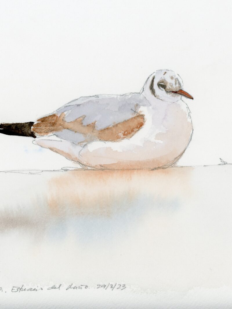 Gaviota reidora del estuario del Miño.