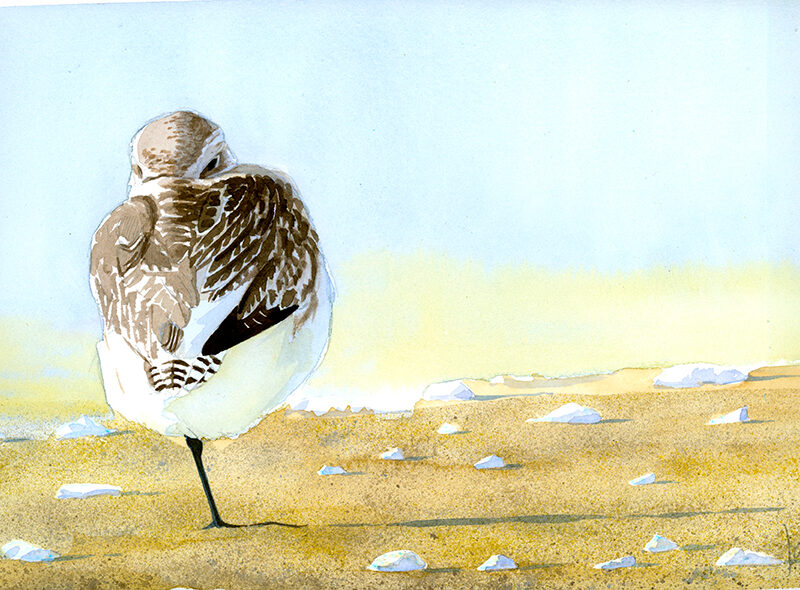 Chorlito gris (Pluvialis squatarola) descansando