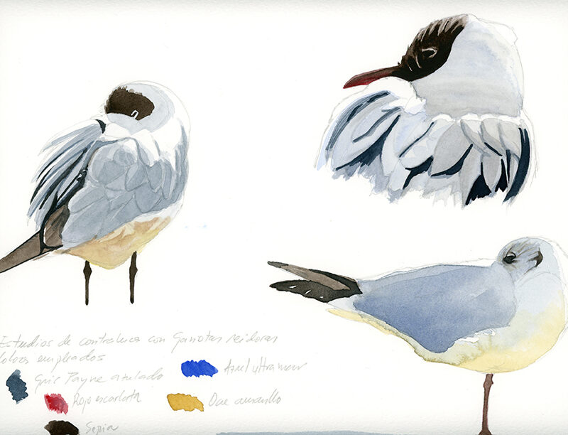 Estudios de gaviotas reidoras