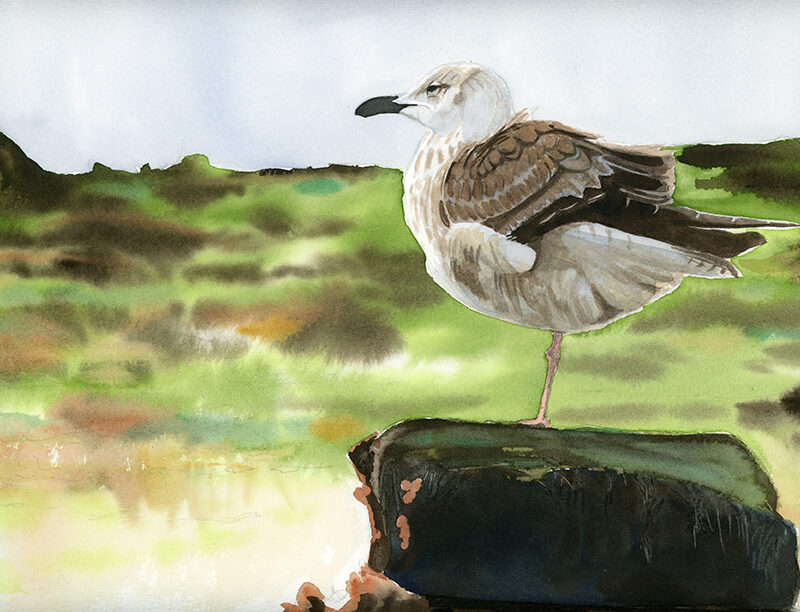 Gaviota en la playa