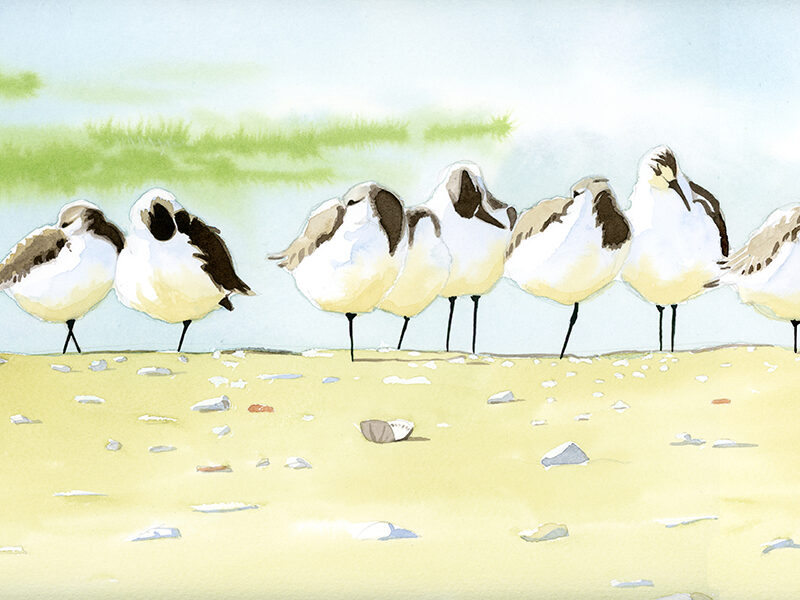 Correlimos tridáctilos, Calidris alba.