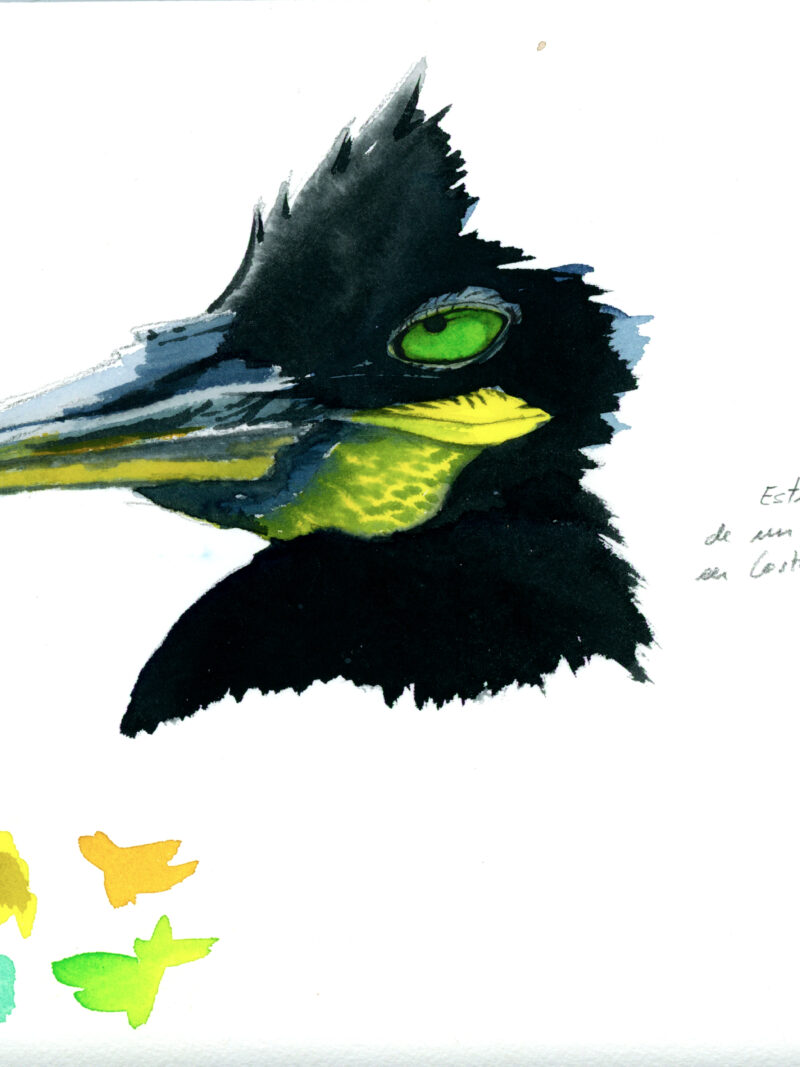 Cabeza de Cormorán moñudo