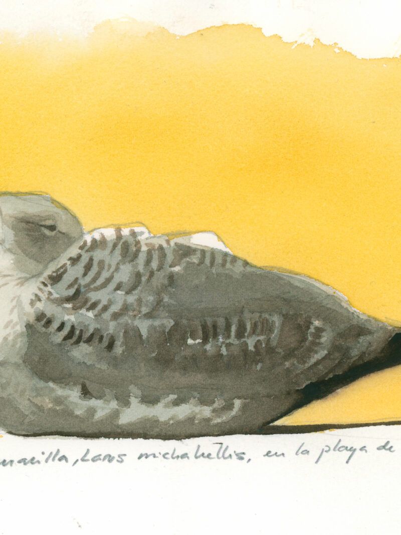Gaviota juvenil.