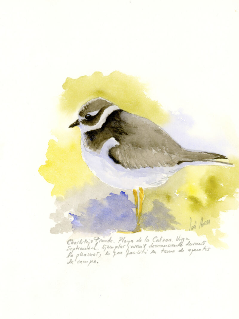 Chorlitejo grande (Charadrius hiaticula)