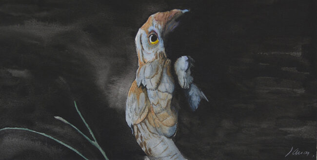 Autillo en la noche. 45 x 55 cm. Acuarela sobre papel. Referencia AO215.