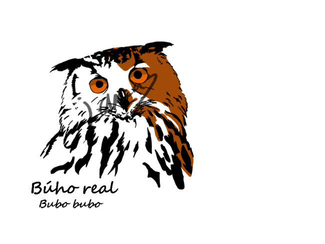 BUHO REAL DEFINITIVO