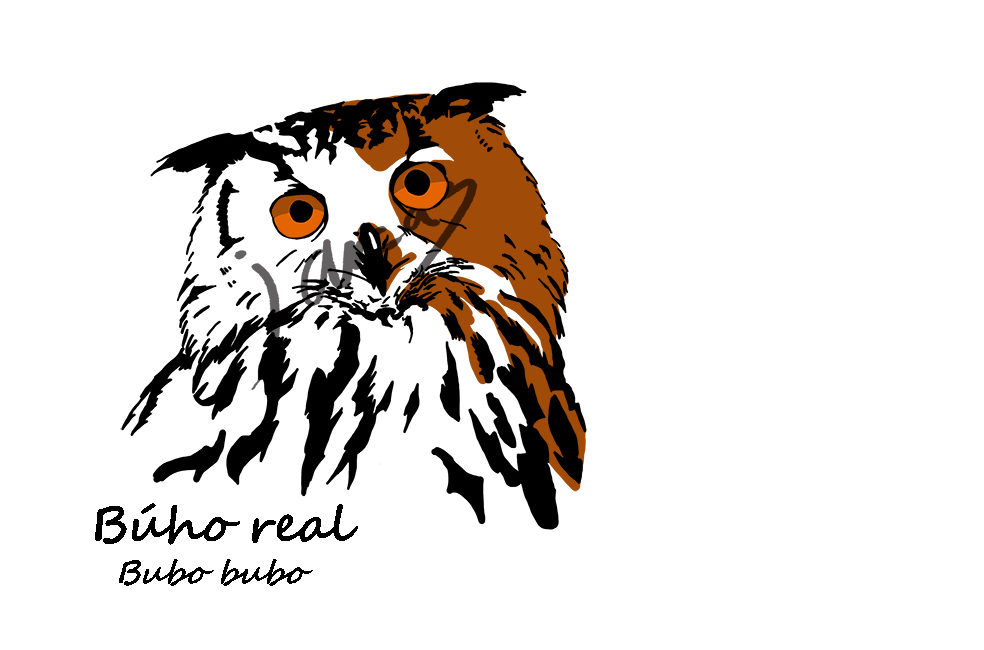 Diseño de Búho real, Bubo bubo.