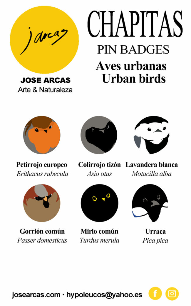 CARTULINA AVES URBANAS