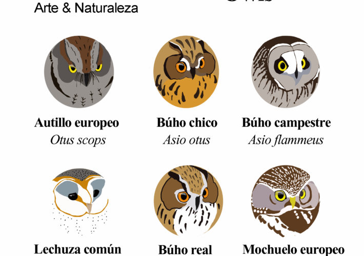 Lote de 7 Chapitas Rapaces nocturnas