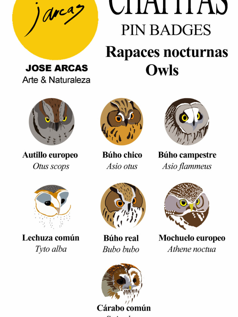 Chapitas Rapaces nocturnas