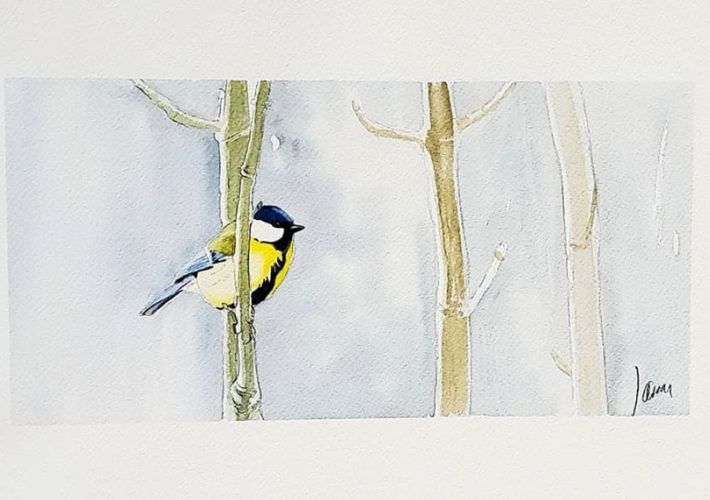 Carbonero Común (Parus major)