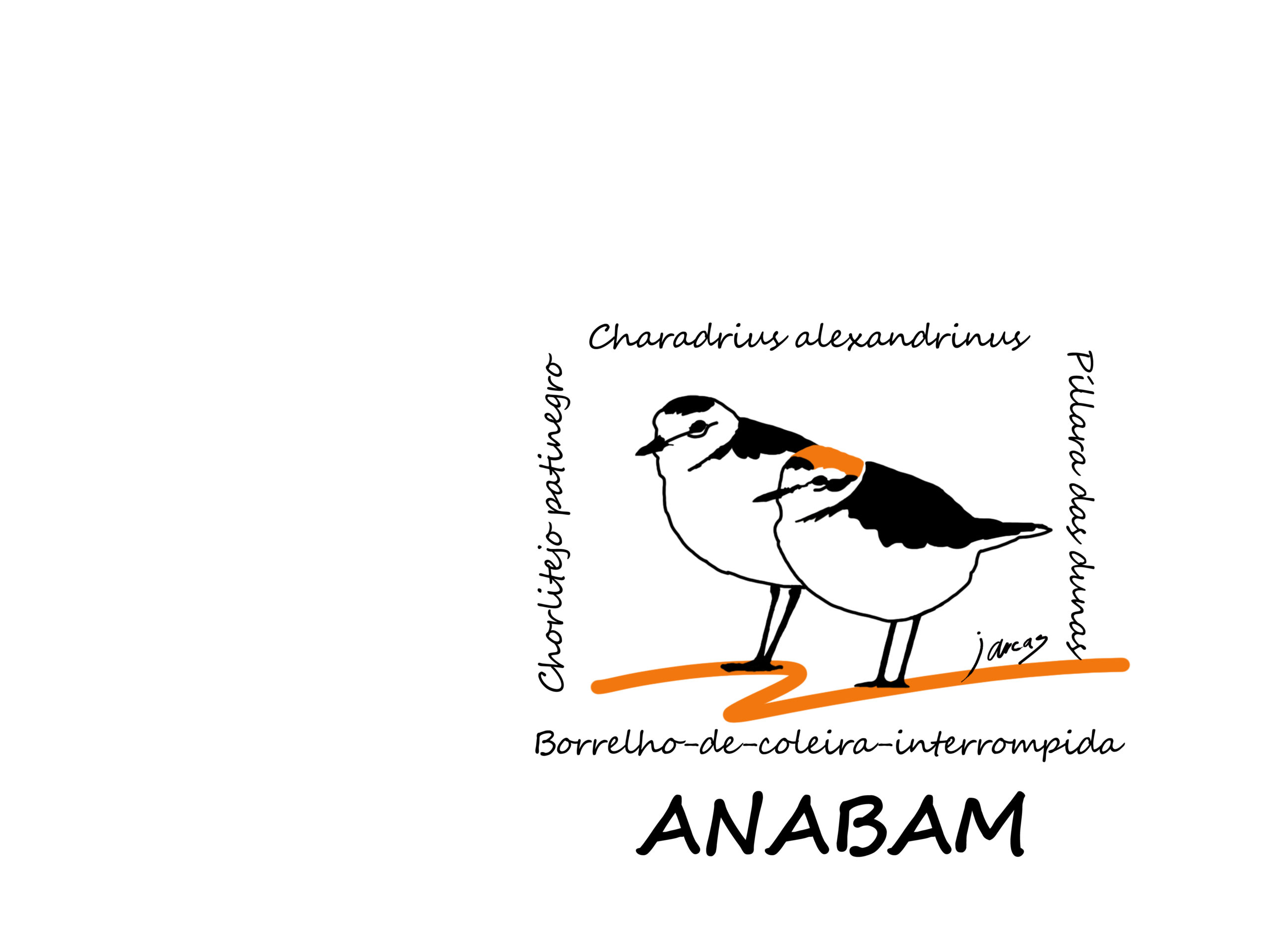 Diseño de Chorlitejos patinegros para Asociación Naturalista do Baixo Miño ANABAM