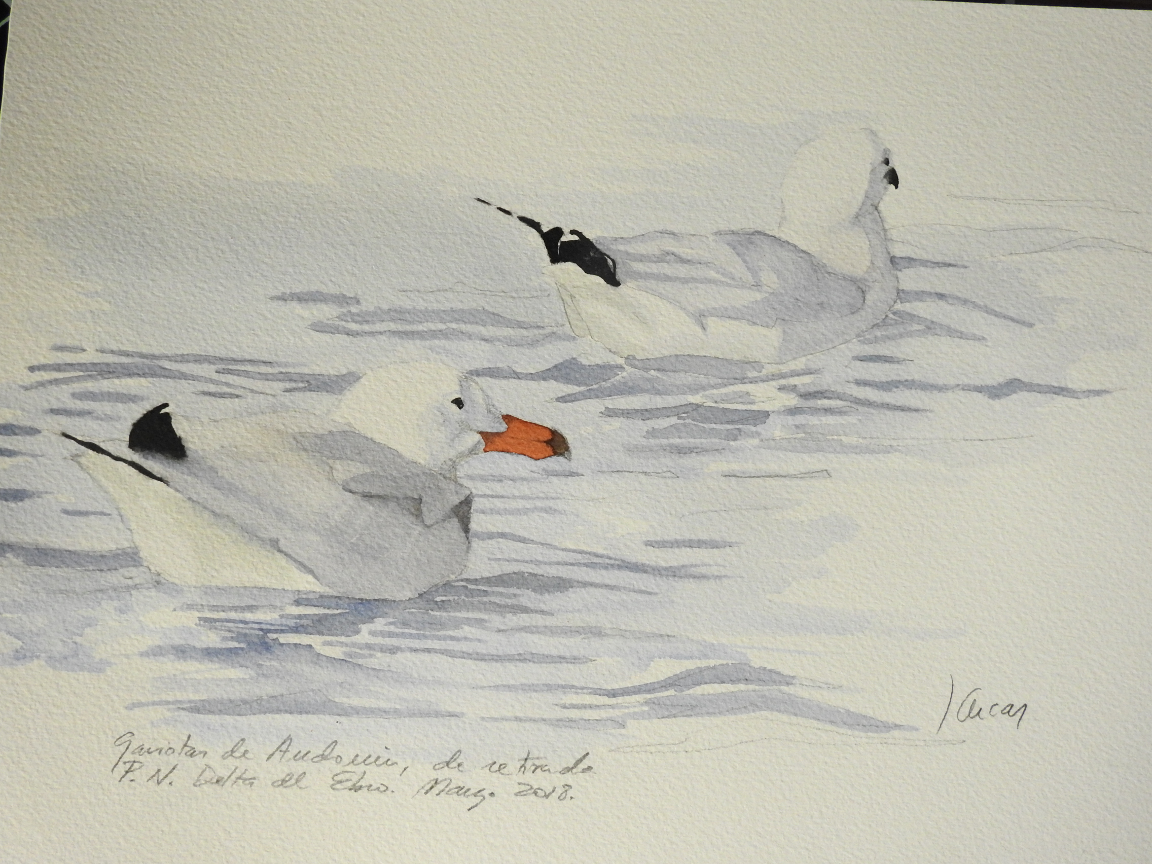 Gaviotas de Sabine.