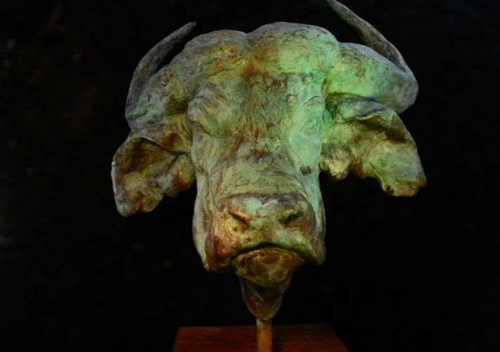 Búfalo africano-busto en bronce