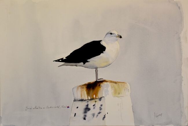 Gavión atlántico holandés. 45 x 55 cm. Acuarela sobre papel. Referencia AO9.
