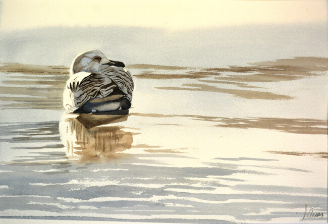 Gaviota patiamarilla y su reflejo. 25 x 35 cm. Acuarela sobre papel. Referencia AO182