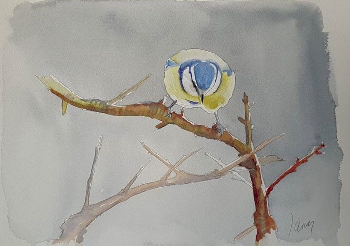 Herrerillo Común (Cyanistes caeruleus)