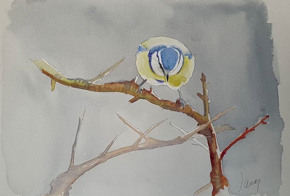 Herrerillo Común (Cyanistes caeruleus)