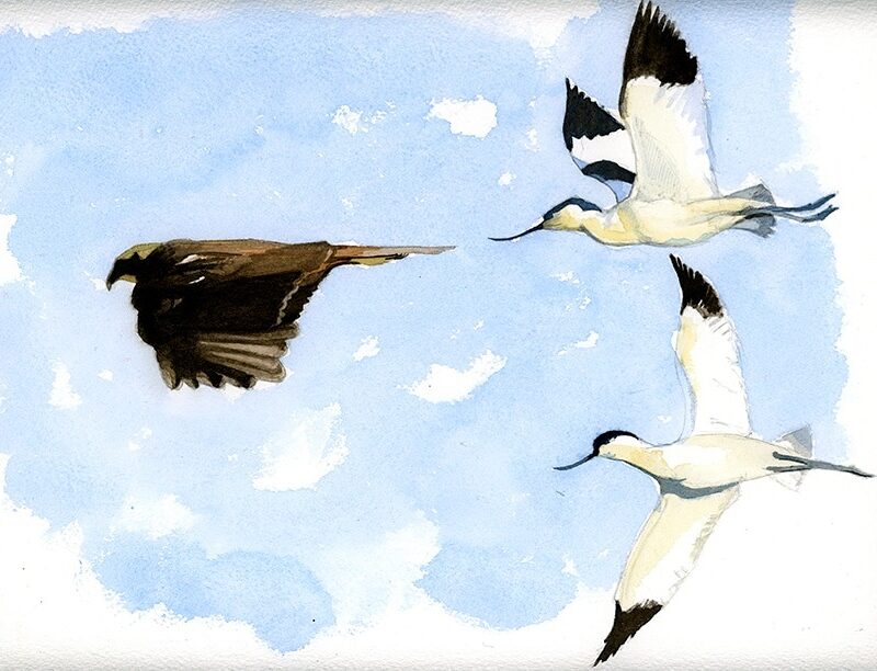 Expulsando al Aguilucho lagunero.