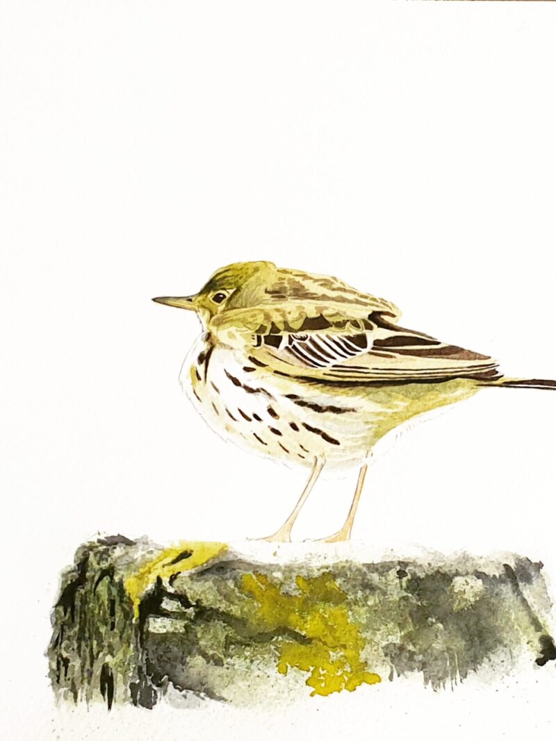 Bisbita pratense (Anthus pratensis)