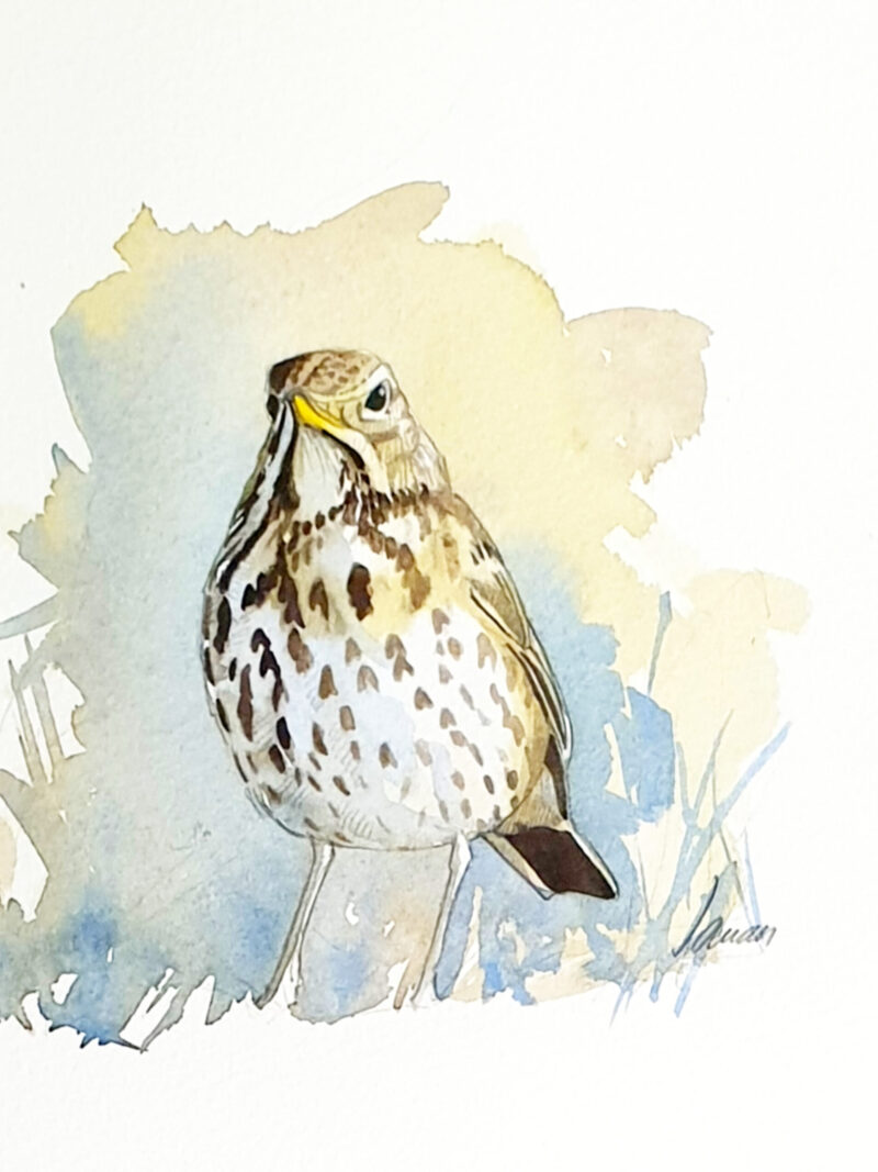 Zorzal común (Turdus philomelos)