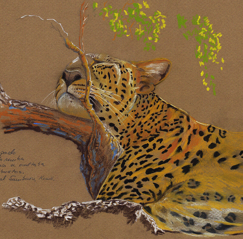Leopardo sesteando