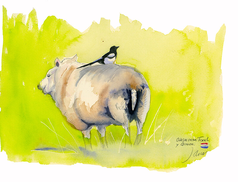 Oveja raza Texel y Urraca.