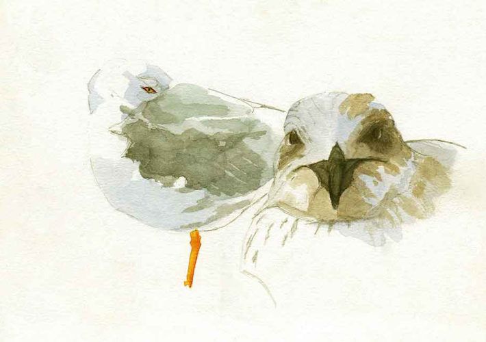 Cuaderno de Campo de las Islas Cíes. Gaviotas patiamarillas
