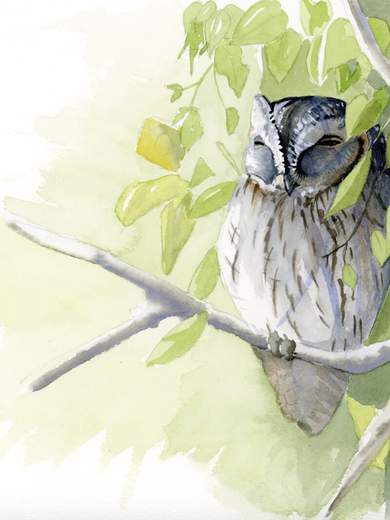 Autillo (Otus scops)