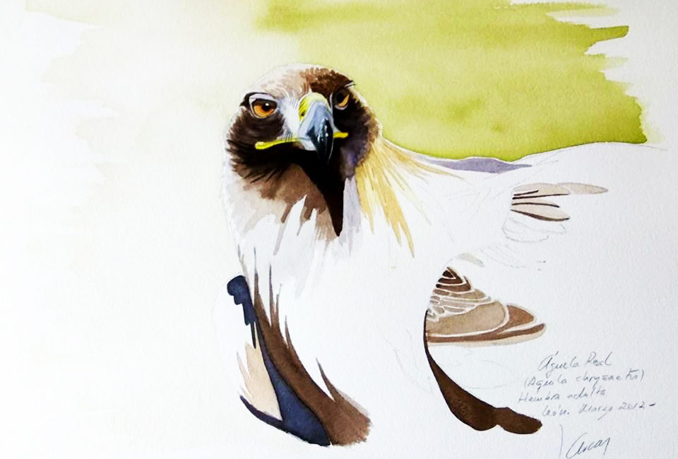 Águila Real (Aquila chrysaetos)