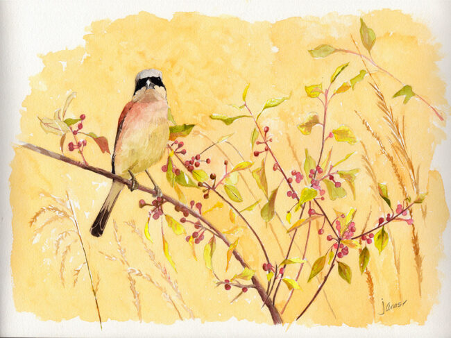 alcaudón dorsirrojo