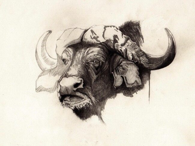 Búfalo Africano (Dibujo a lápiz)