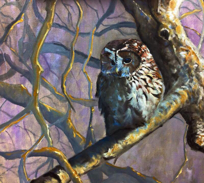 Cárabo (Strix aluco)