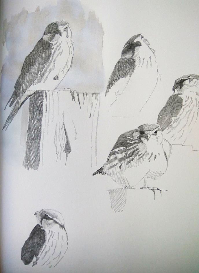 Esmerejón (Falco columbarius)