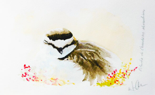 estudio chorlitejo patinegro2