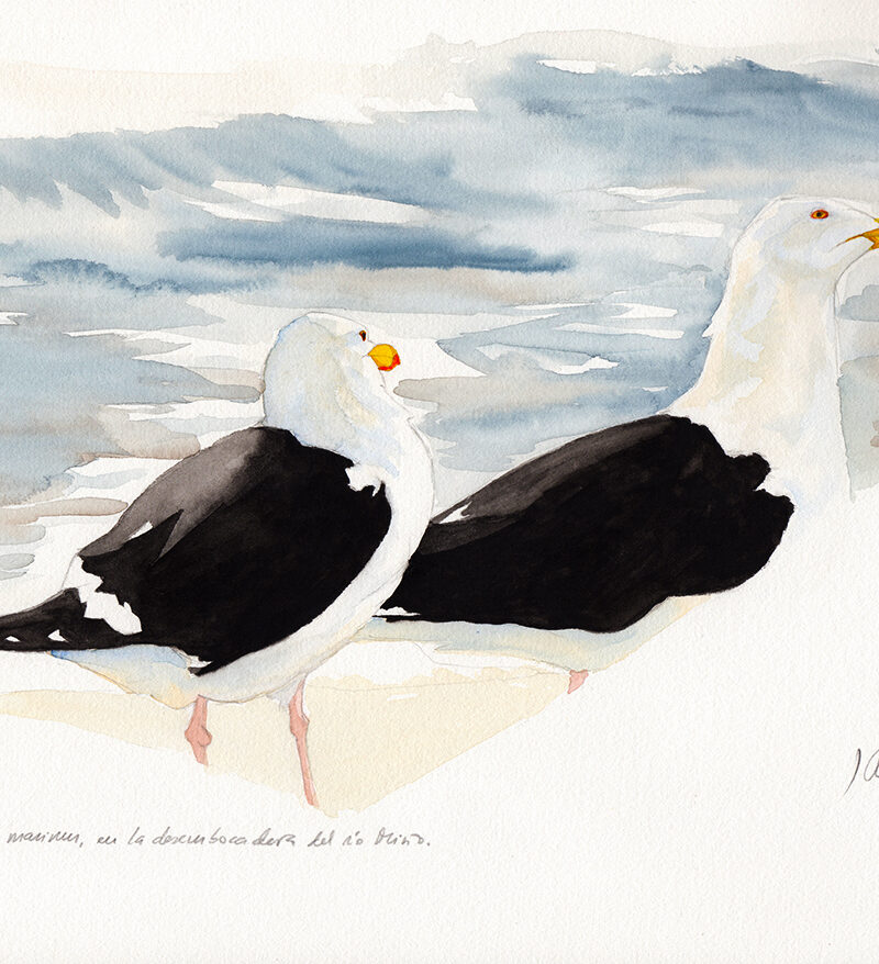 Gaviones (Larus marinus)